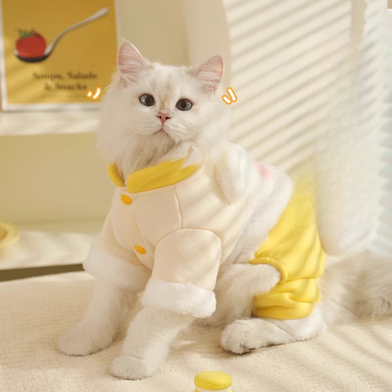 Cute white cat wearing autumn winter four-legged outfit indoors.