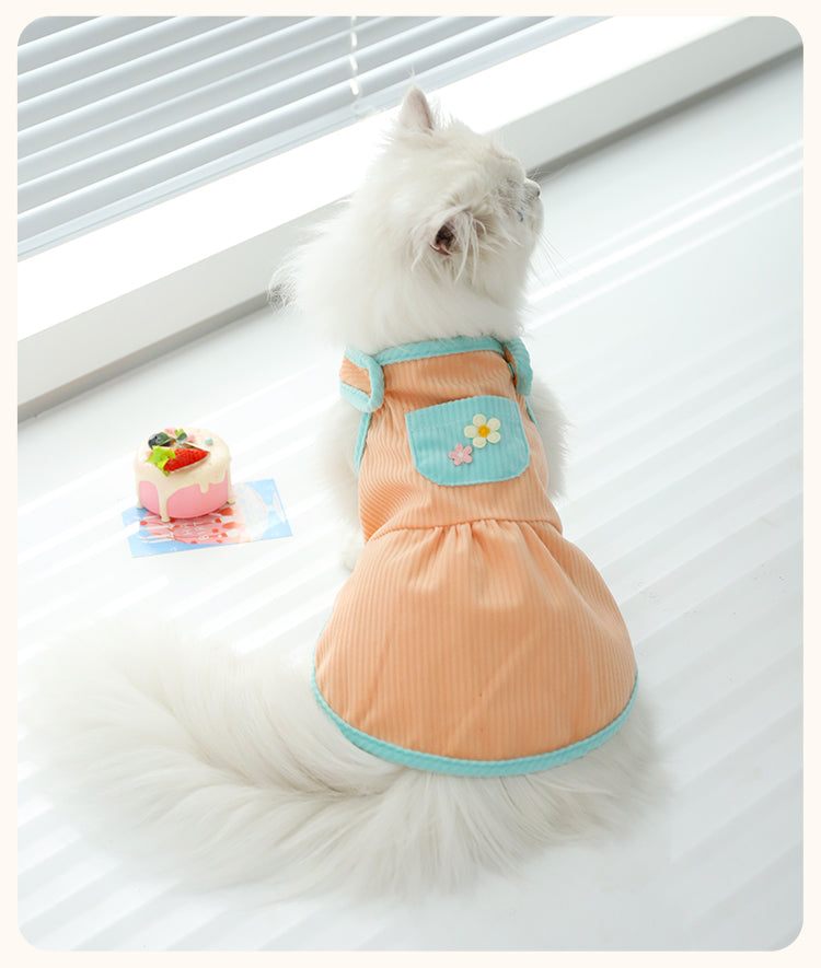 Pet cat in orange summer kitten dress with blue trim and floral pocket.