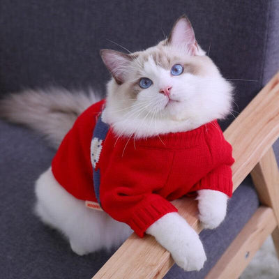 Cat wearing a red Christmas sweater for winter warmth on a sofa.